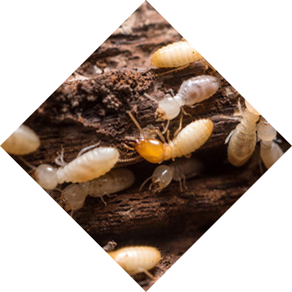 Termite-Inspection-